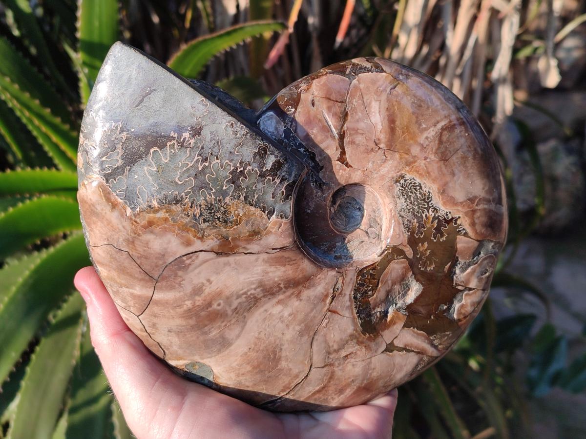 Hand Made Large Cleoniceras Ammonite Fossil Snake Carving x 1 From Tulear, Madagascar