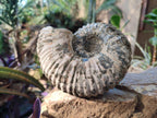 Natural Douvilleiceras Spiney Ammonite Fossil x 1 From Maintirano, Madagascar