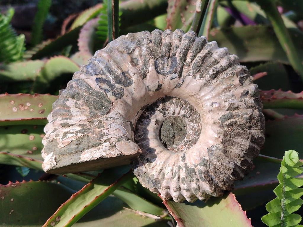 Natural Douvilleiceras Spiney Ammonite Fossil x 1 From Maintirano, Madagascar