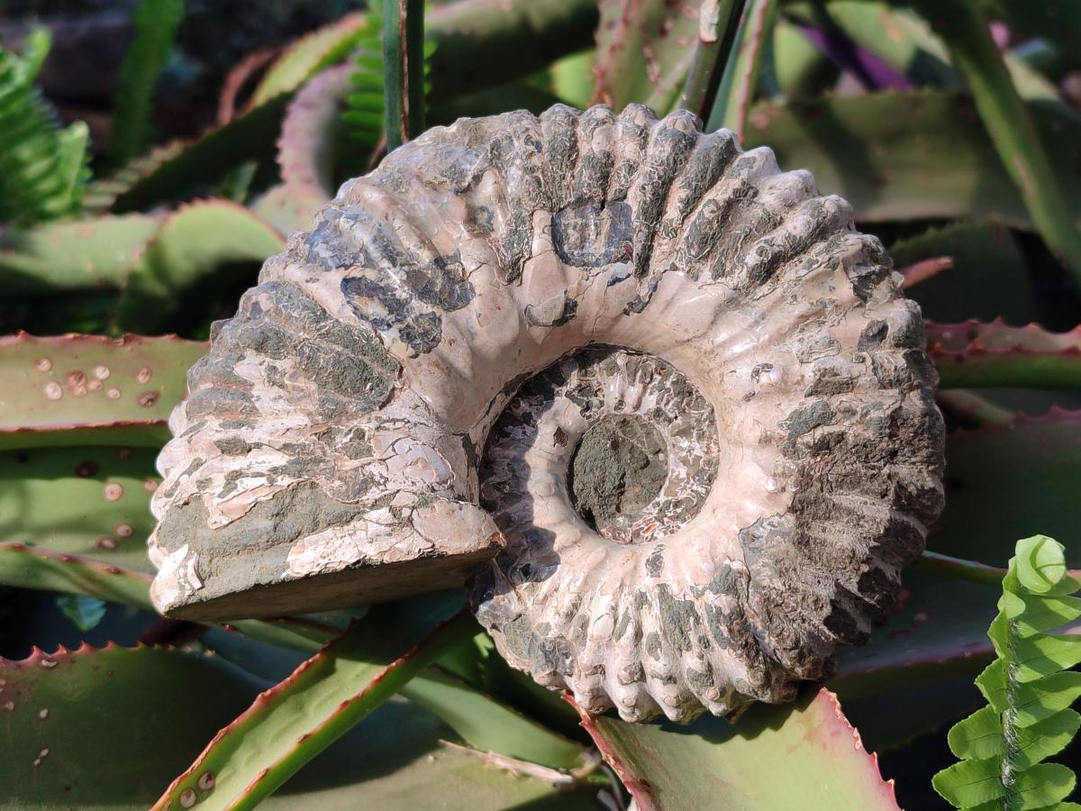 Natural Douvilleiceras Spiney Ammonite Fossil x 1 From Maintirano, Madagascar