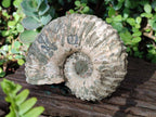 Natural Douvilleiceras Spiney Ammonite Fossil x 1 From Maintirano, Madagascar