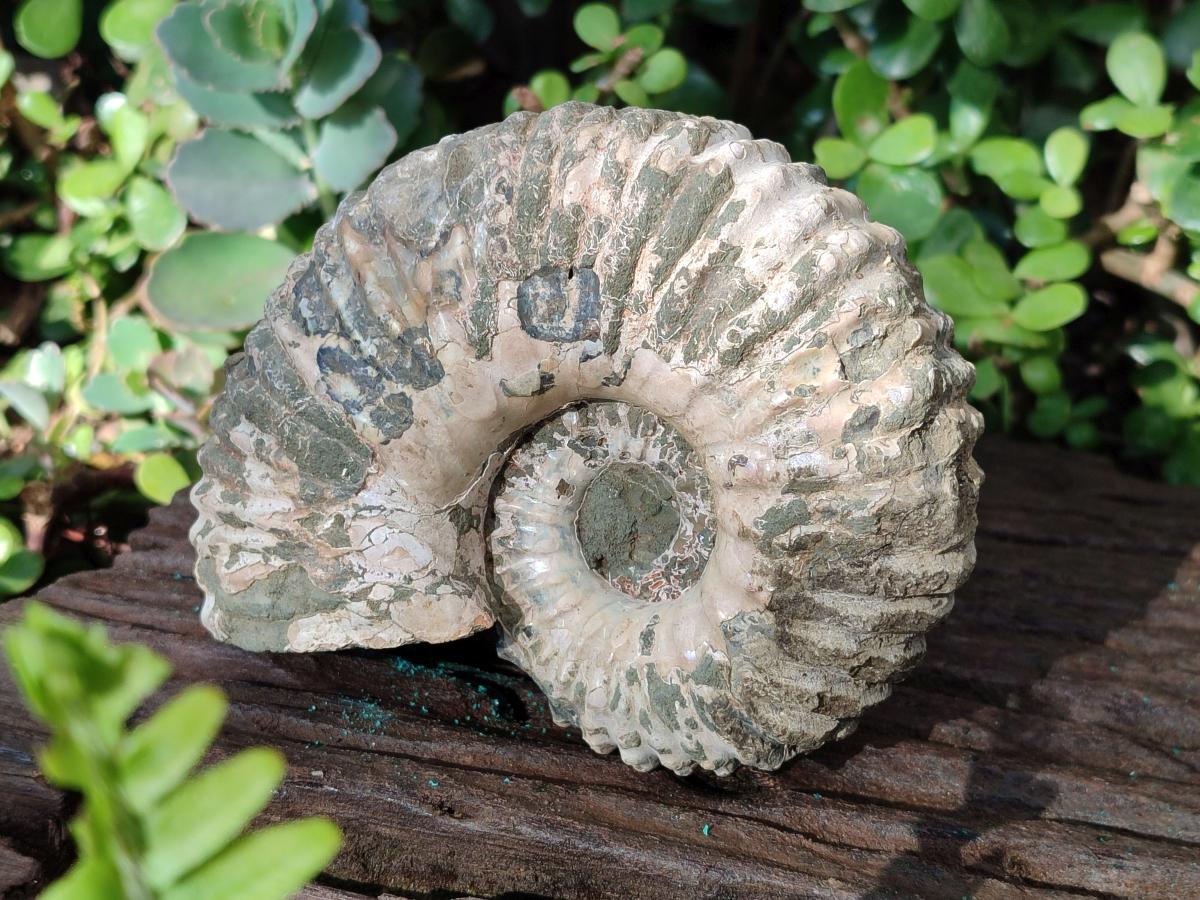 Natural Douvilleiceras Spiney Ammonite Fossil x 1 From Maintirano, Madagascar