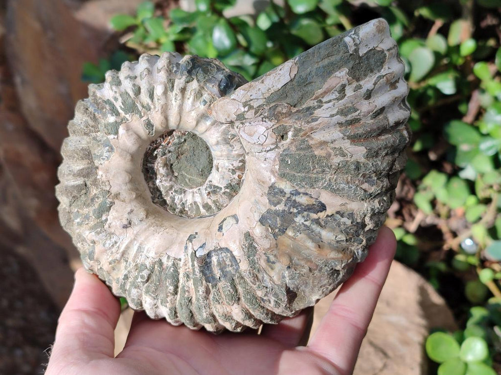 Natural Douvilleiceras Spiney Ammonite Fossil x 1 From Maintirano, Madagascar