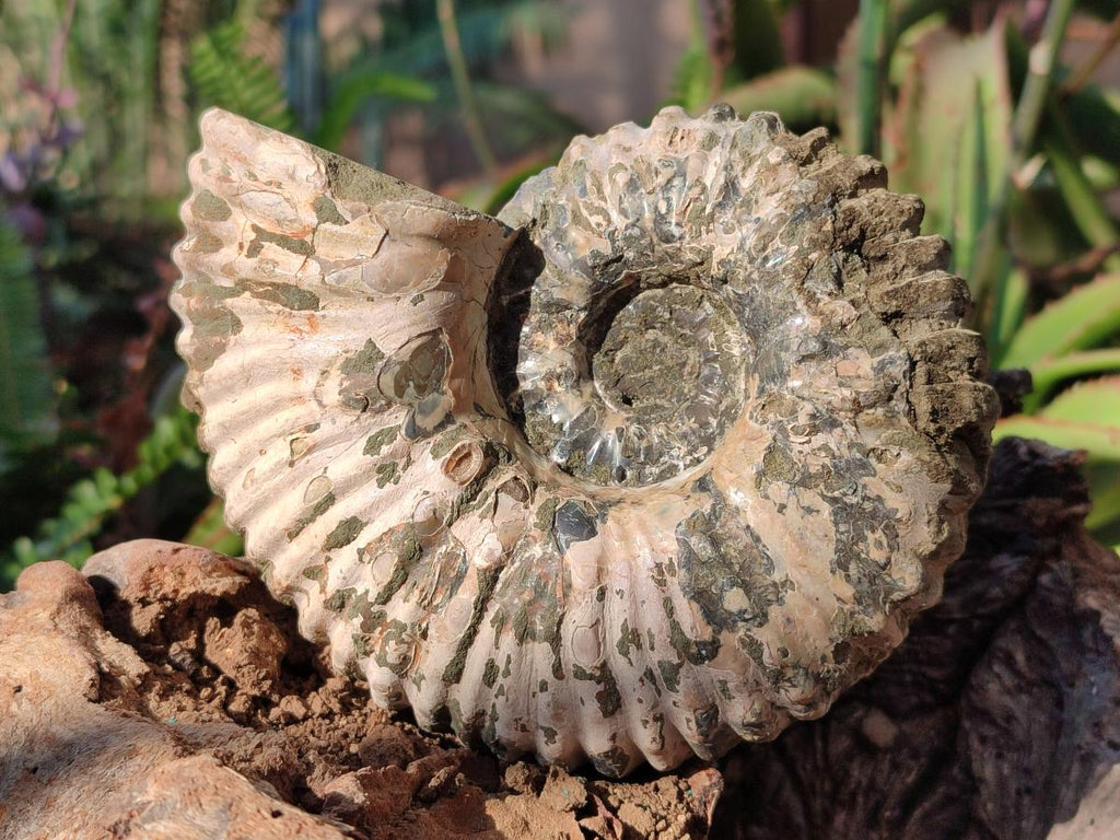 Natural Douvilleiceras Spiney Ammonite Fossil x 1 From Maintirano, Madagascar