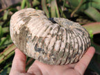 Natural Douvilleiceras Spiney Ammonite Fossil x 1 From Maintirano, Madagascar