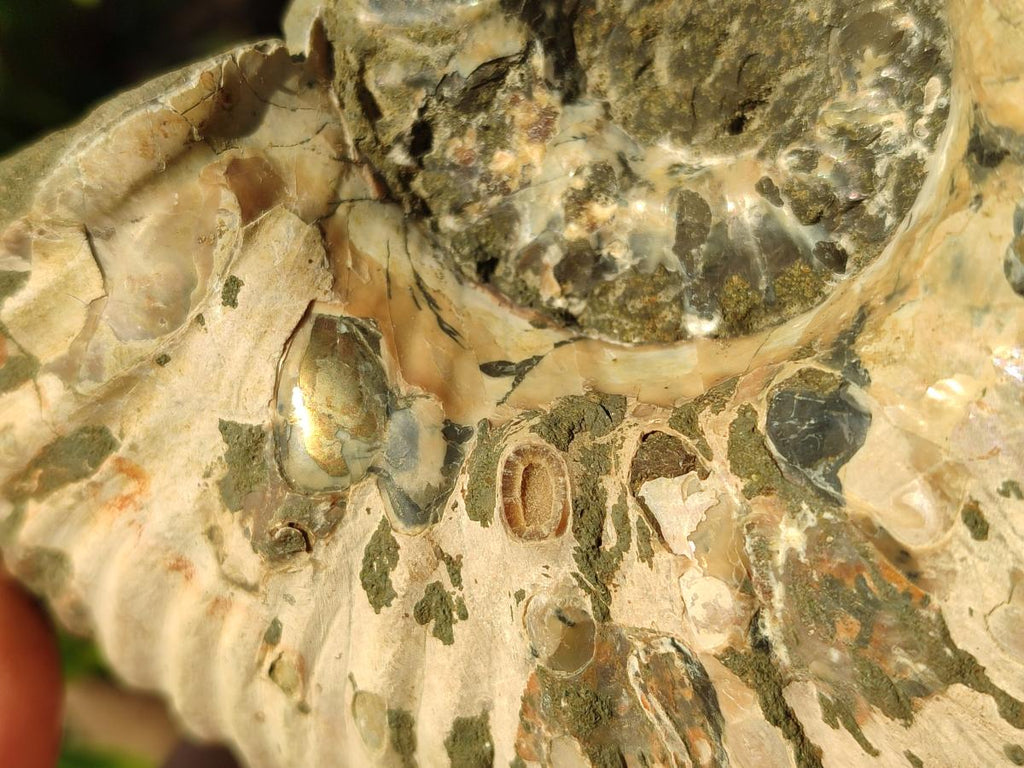 Natural Douvilleiceras Spiney Ammonite Fossil x 1 From Maintirano, Madagascar