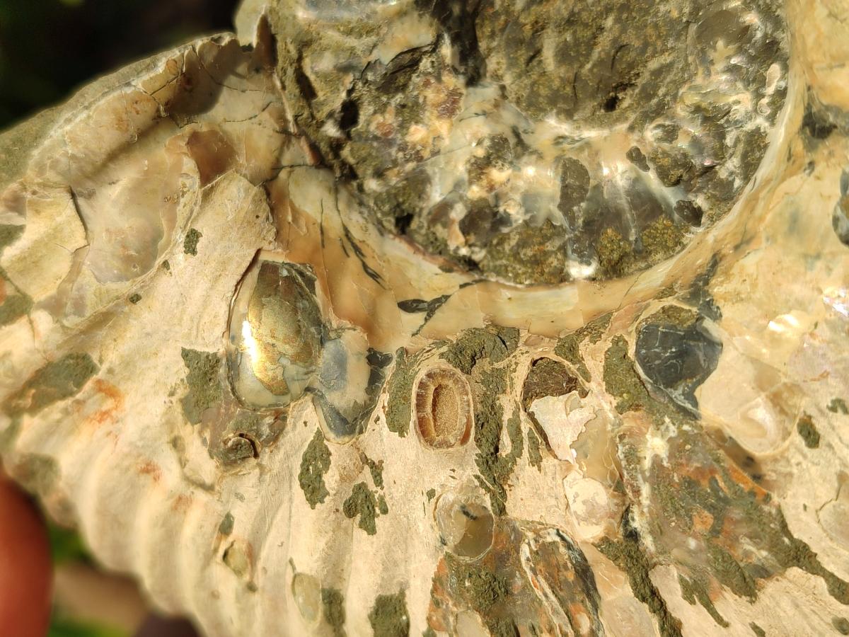 Natural Douvilleiceras Spiney Ammonite Fossil x 1 From Maintirano, Madagascar