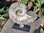 Natural Douvilleiceras Spiney Ammonite Fossil x 1 From Maintirano, Madagascar