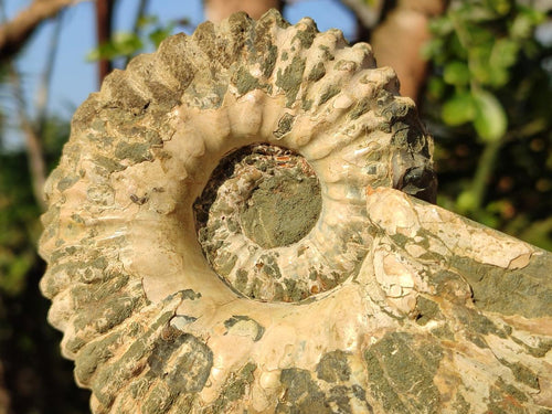 Natural Douvilleiceras Spiney Ammonite Fossil x 1 From Maintirano, Madagascar