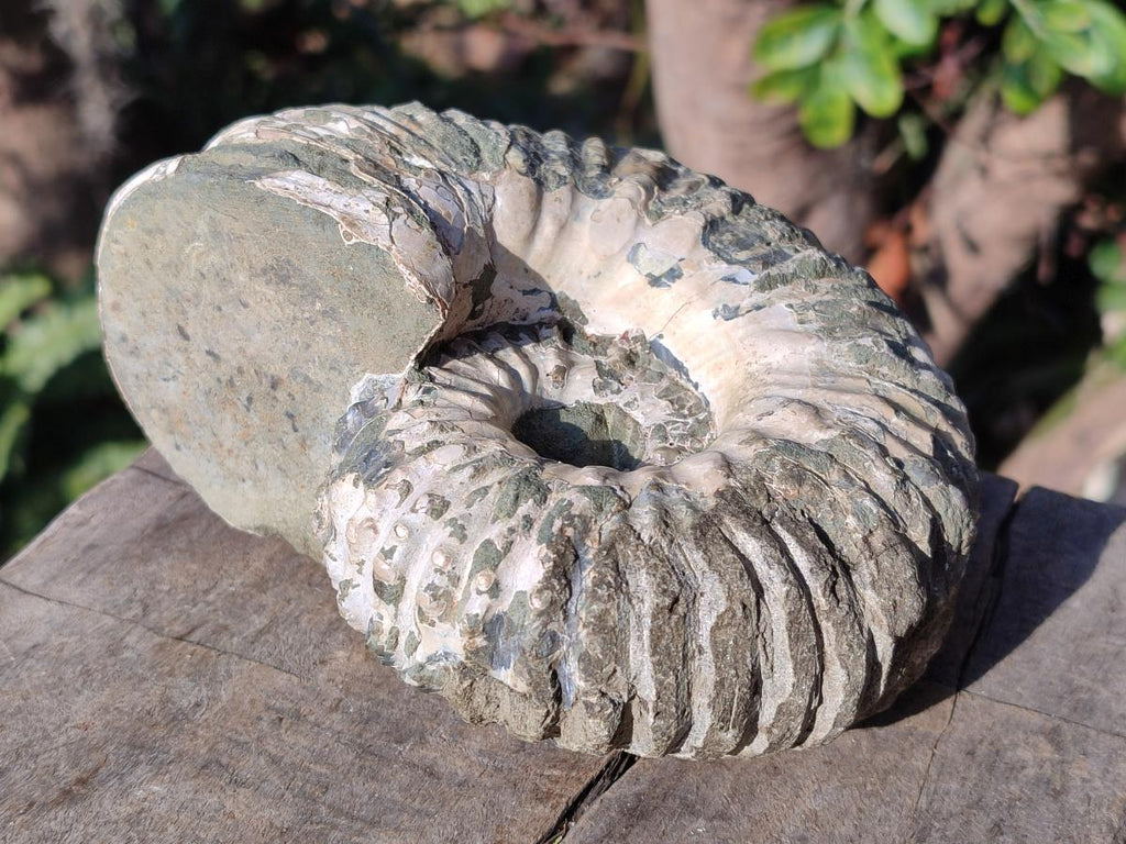 Natural Douvilleiceras Spiney Ammonite Fossil x 1 From Maintirano, Madagascar