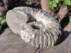 Natural Douvilleiceras Spiney Ammonite Fossil x 1 From Maintirano, Madagascar