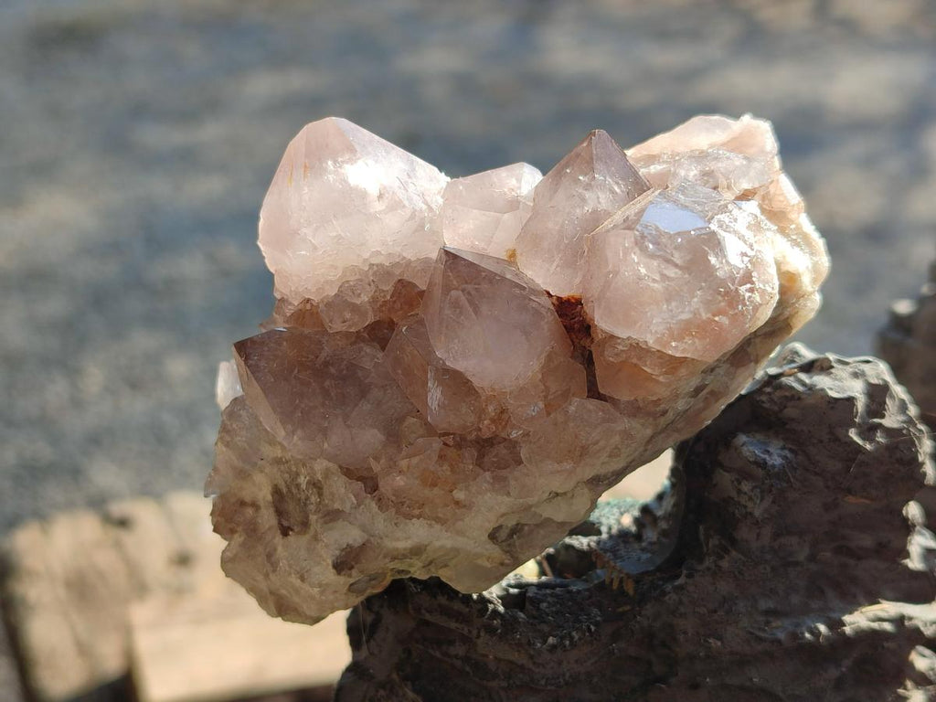 Natural Smokey Cactus Flower Spirit Quartz Clusters x 6 From Boekenhouthoek, South Africa