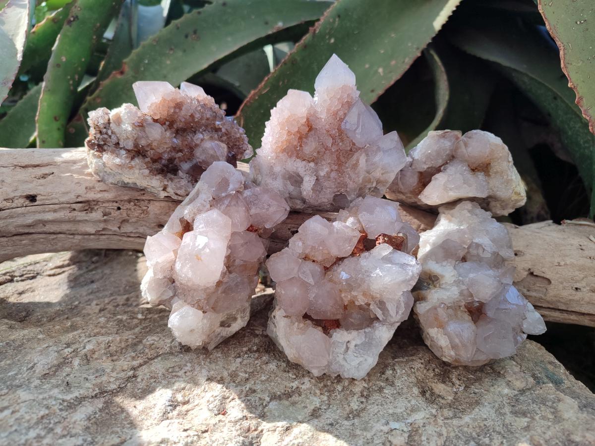 Natural Smokey Cactus Flower Spirit Quartz Clusters x 6 From Boekenhouthoek, South Africa
