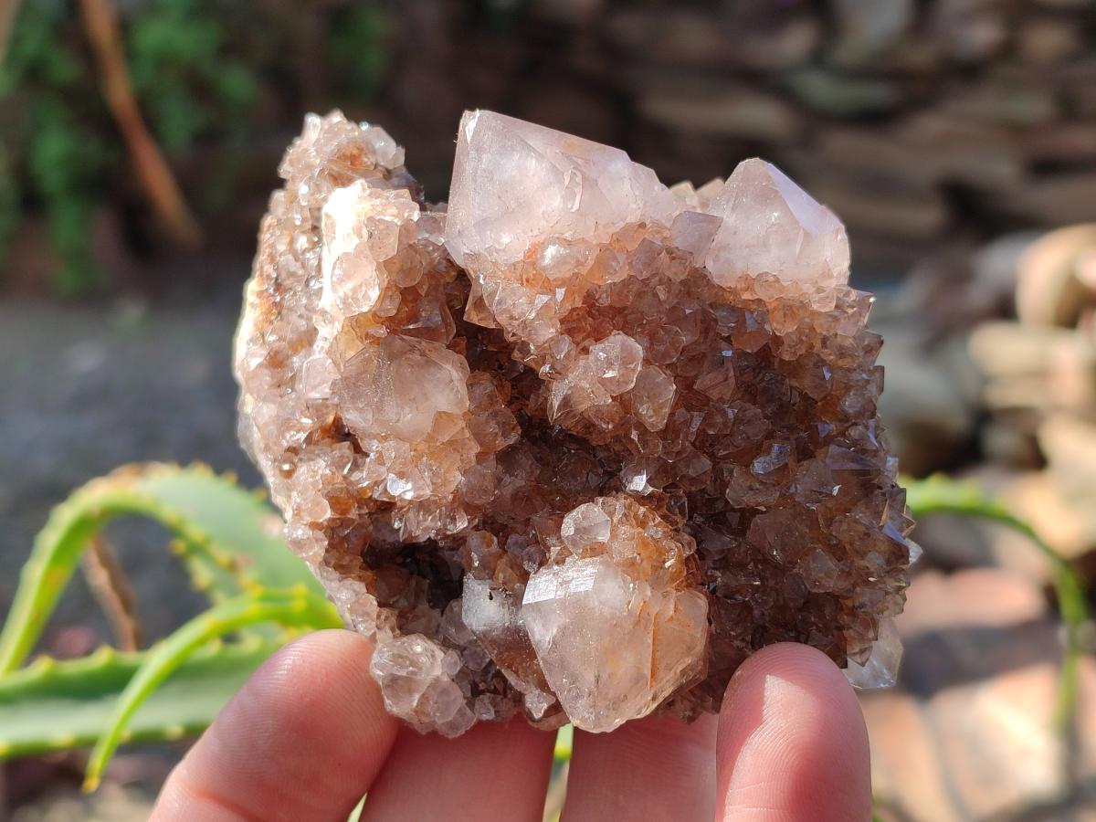 Natural Smokey Cactus Flower Spirit Quartz Clusters x 6 From Boekenhouthoek, South Africa