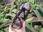 Polished and Natural Large Septerye Sauvage Display Crystal x 1 From Mahajanga, Madagascar