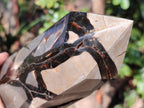 Polished and Natural Large Septerye Sauvage Display Crystal x 1 From Mahajanga, Madagascar