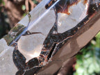 Polished and Natural Large Septerye Sauvage Display Crystal x 1 From Mahajanga, Madagascar