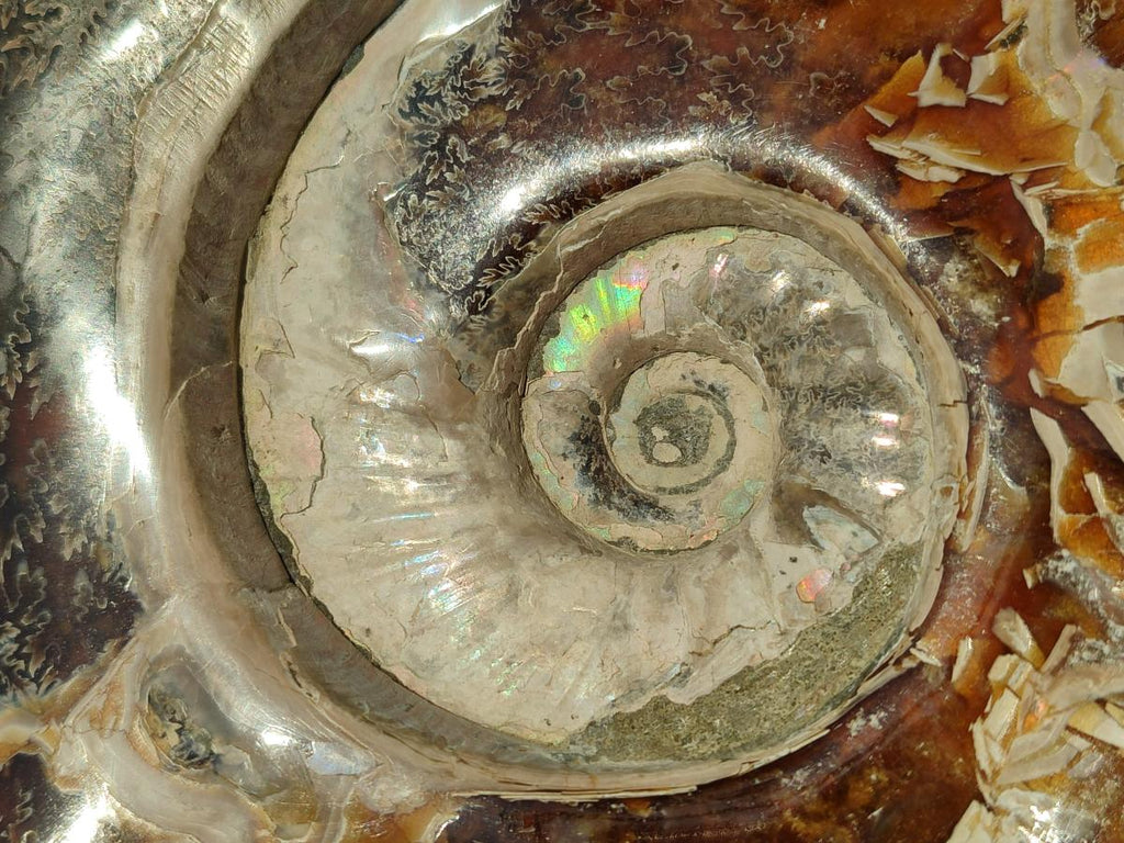 Polished Huge Cleoniceras "Jigsaw" Ammonite with Ammolite Opalisation x 1 From Tulear, Madagascar