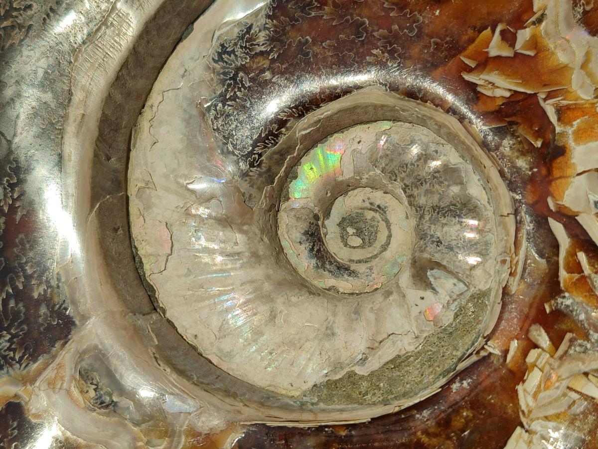 Polished Huge Cleoniceras "Jigsaw" Ammonite with Ammolite Opalisation x 1 From Tulear, Madagascar