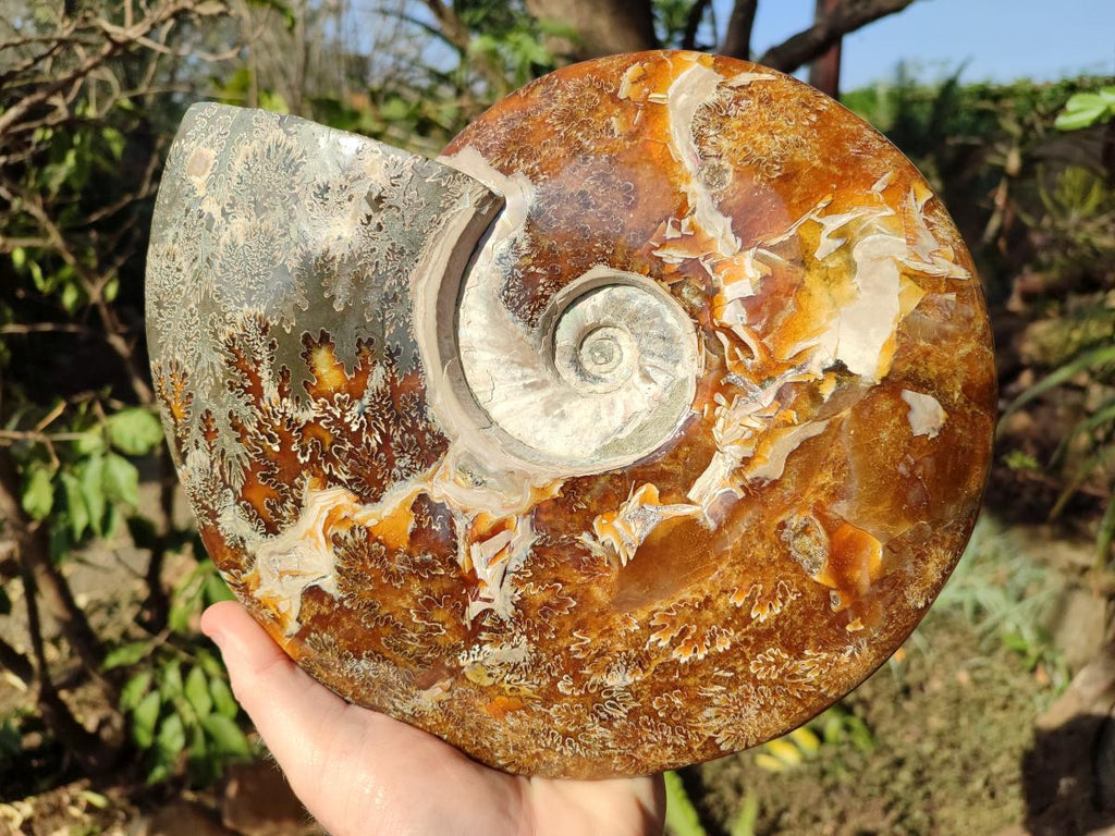 Polished Huge Cleoniceras "Jigsaw" Ammonite with Ammolite Opalisation x 1 From Tulear, Madagascar