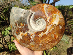 Polished Huge Cleoniceras "Jigsaw" Ammonite with Ammolite Opalisation x 1 From Tulear, Madagascar