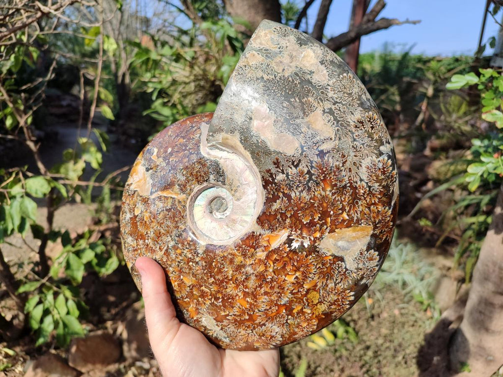 Polished Huge Cleoniceras "Jigsaw" Ammonite with Ammolite Opalisation x 1 From Tulear, Madagascar