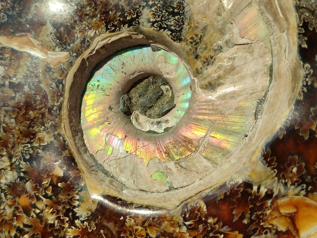 Polished Huge Cleoniceras "Jigsaw" Ammonite with Ammolite Opalisation x 1 From Tulear, Madagascar