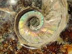 Polished Huge Cleoniceras "Jigsaw" Ammonite with Ammolite Opalisation x 1 From Tulear, Madagascar