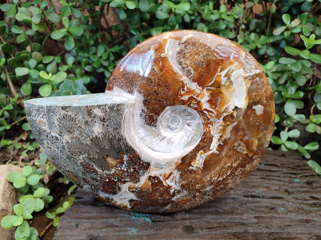 Polished Huge Cleoniceras "Jigsaw" Ammonite with Ammolite Opalisation x 1 From Tulear, Madagascar