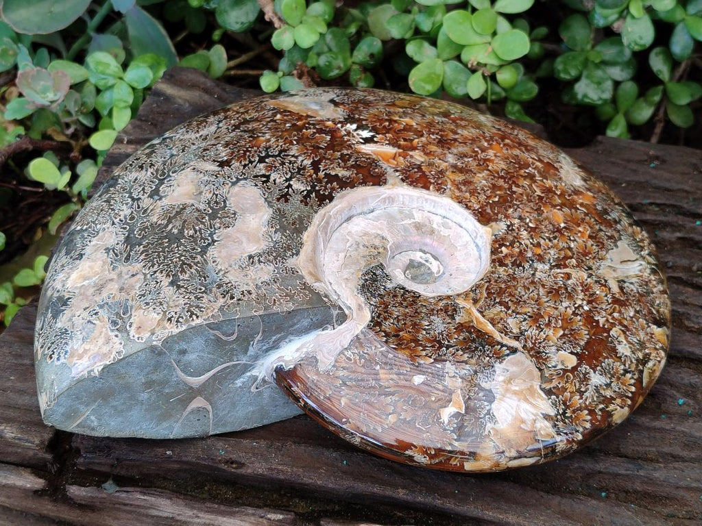 Polished Huge Cleoniceras "Jigsaw" Ammonite with Ammolite Opalisation x 1 From Tulear, Madagascar