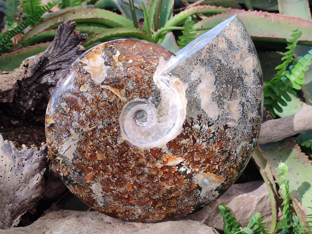 Polished Huge Cleoniceras "Jigsaw" Ammonite with Ammolite Opalisation x 1 From Tulear, Madagascar