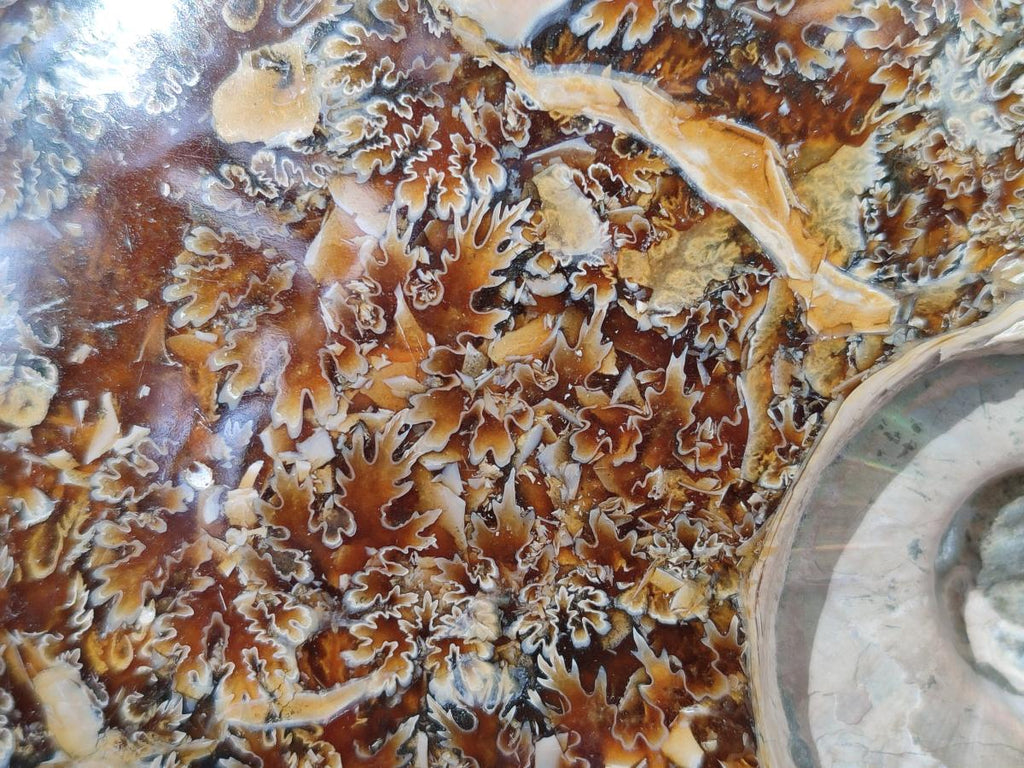 Polished Huge Cleoniceras "Jigsaw" Ammonite with Ammolite Opalisation x 1 From Tulear, Madagascar