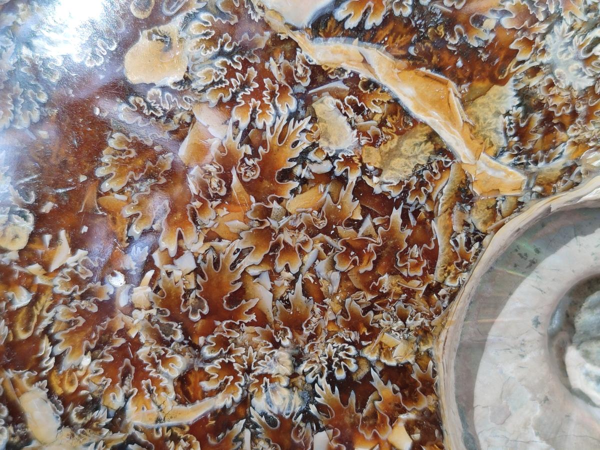 Polished Huge Cleoniceras "Jigsaw" Ammonite with Ammolite Opalisation x 1 From Tulear, Madagascar