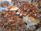 Polished Huge Cleoniceras "Jigsaw" Ammonite with Ammolite Opalisation x 1 From Tulear, Madagascar