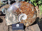 Polished Huge Cleoniceras "Jigsaw" Ammonite with Ammolite Opalisation x 1 From Tulear, Madagascar