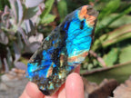 Polished One Side Labradorite Slices x 35 From Madagascar
