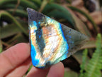 Polished One Side Labradorite Slices x 35 From Madagascar
