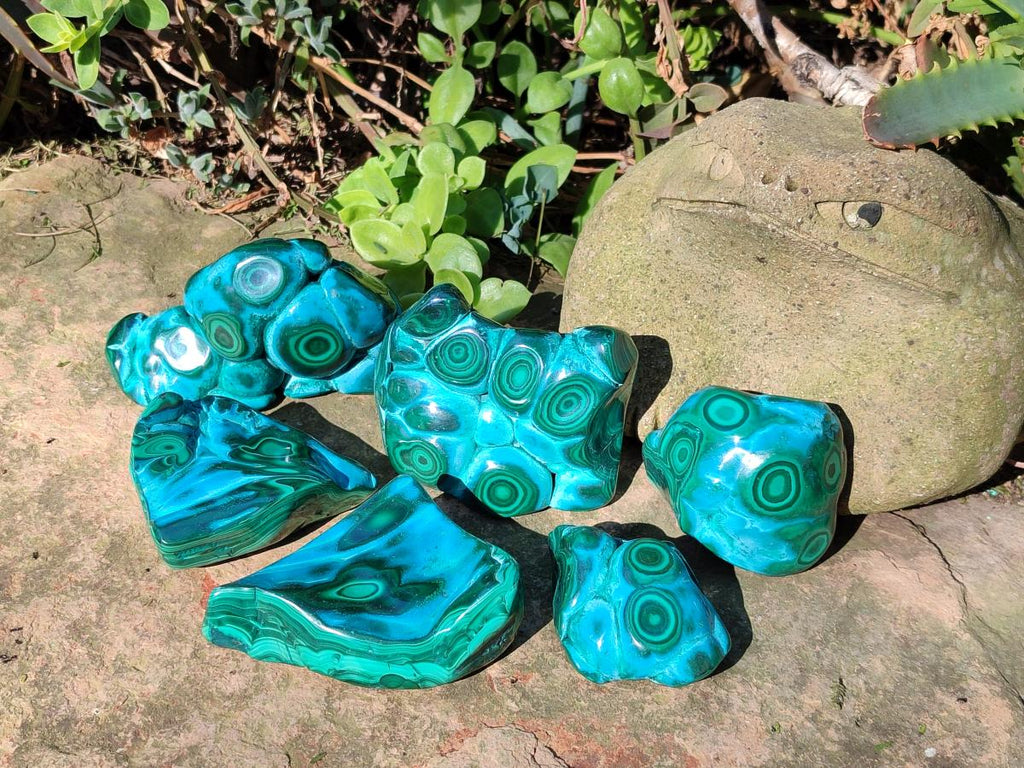 Polished Malacolla Free Forms x 6 From Kulukuluku, Congo