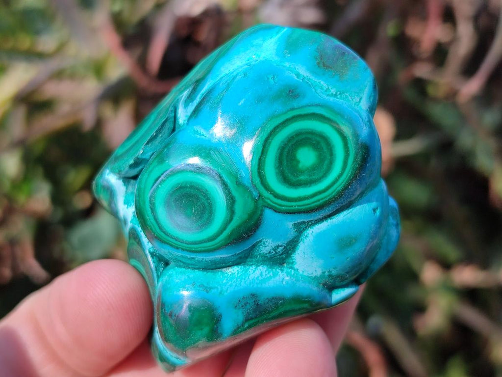Polished Malacolla Free Forms x 6 From Kulukuluku, Congo