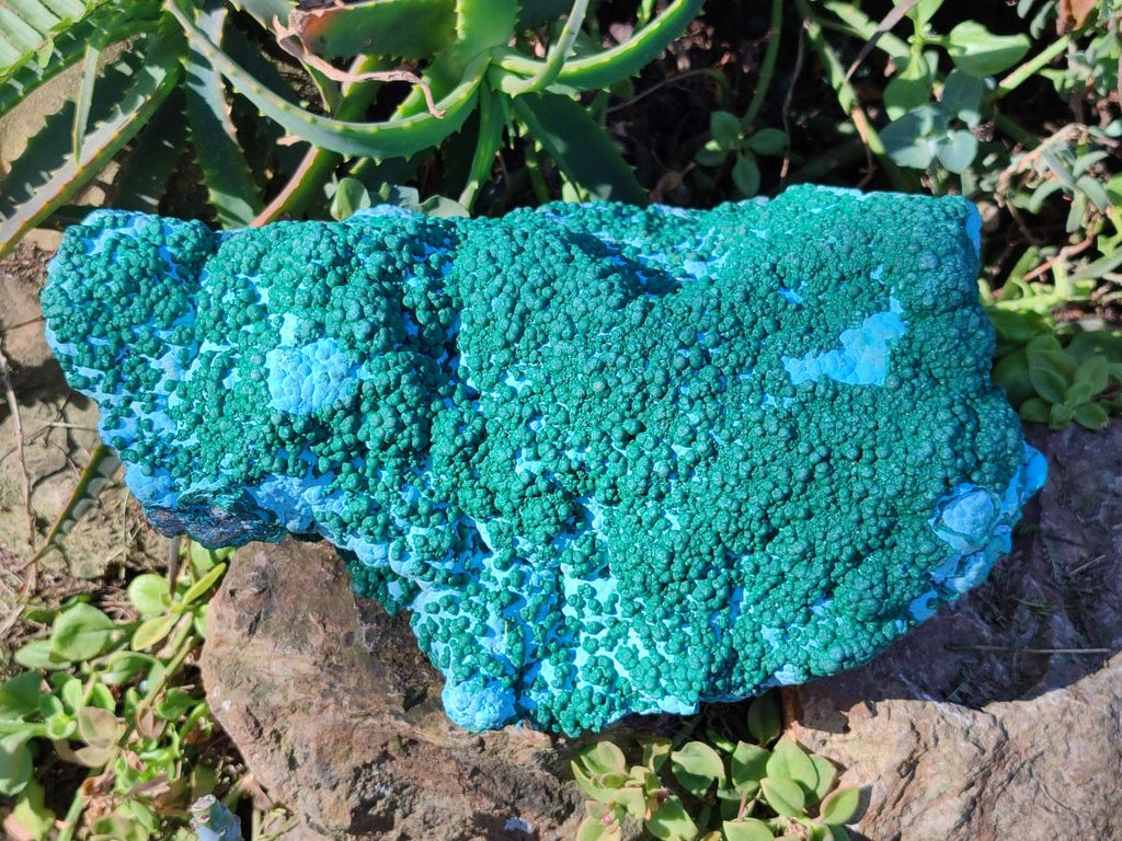 Natural XL Botryoidal Ball Malachite on Chrysocolla and Dolomite Specimen x 1 From Congo