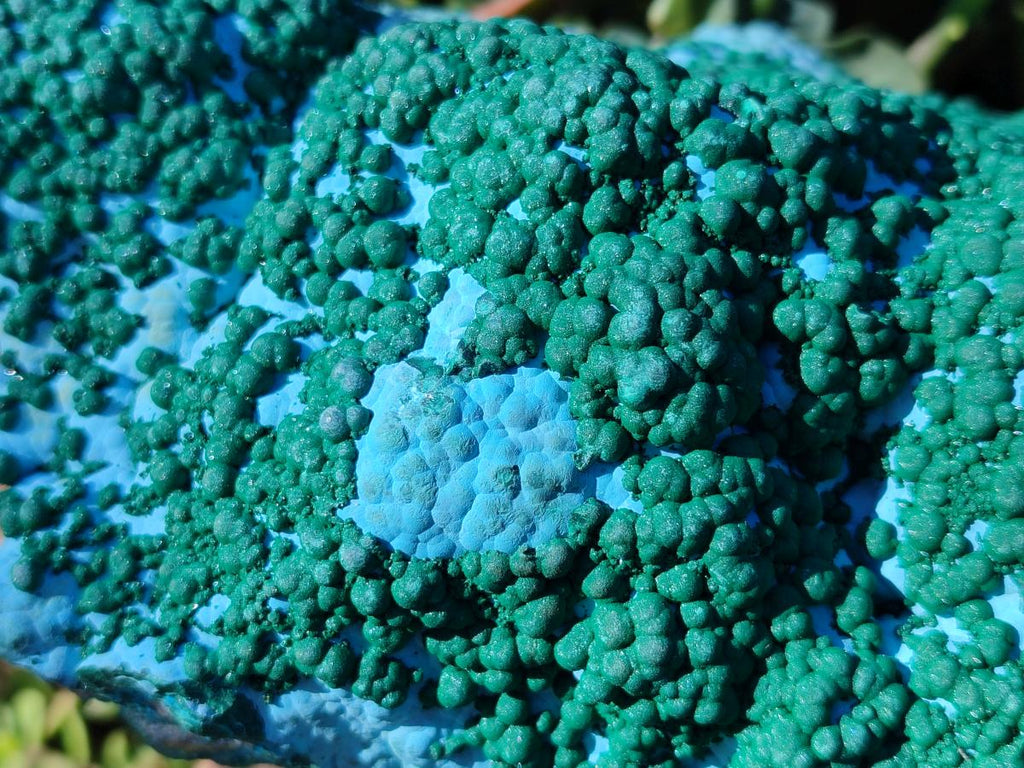 Natural XL Botryoidal Ball Malachite on Chrysocolla and Dolomite Specimen x 1 From Congo