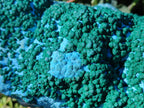Natural XL Botryoidal Ball Malachite on Chrysocolla and Dolomite Specimen x 1 From Congo