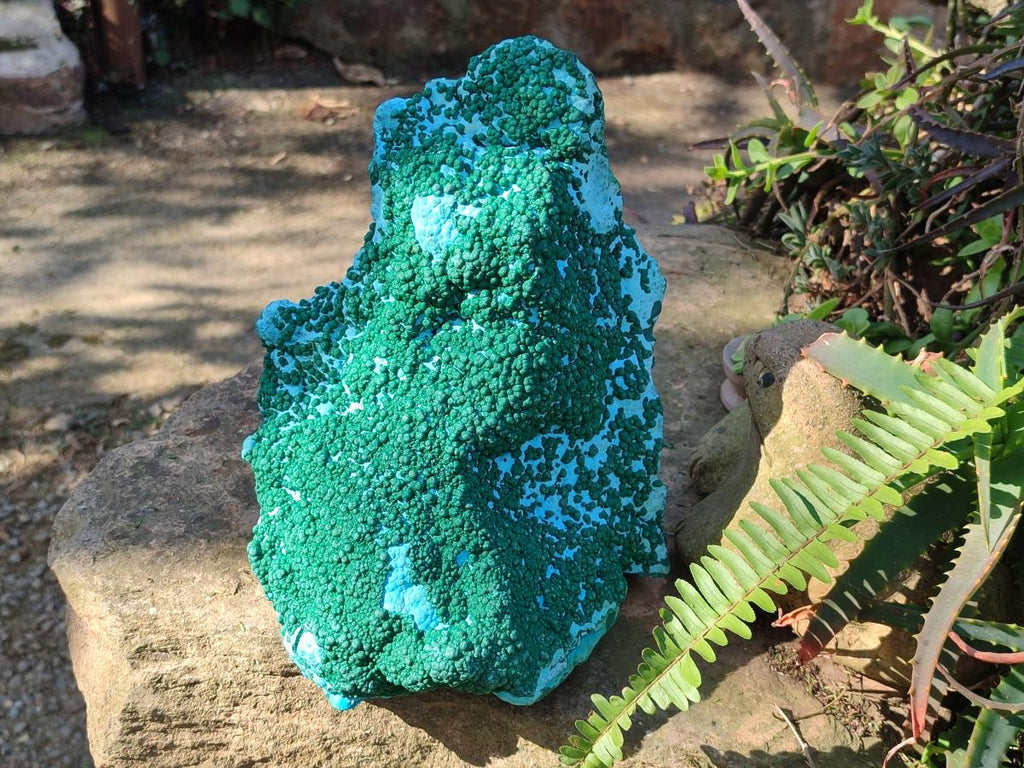 Natural XL Botryoidal Ball Malachite on Chrysocolla and Dolomite Specimen x 1 From Congo