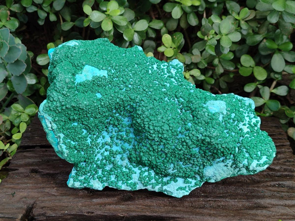 Natural XL Botryoidal Ball Malachite on Chrysocolla and Dolomite Specimen x 1 From Congo