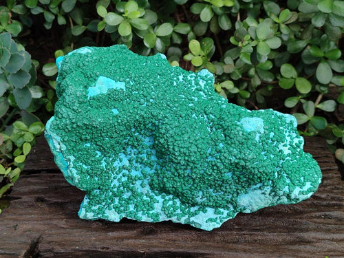 Natural XL Botryoidal Ball Malachite on Chrysocolla and Dolomite Specimen x 1 From Congo