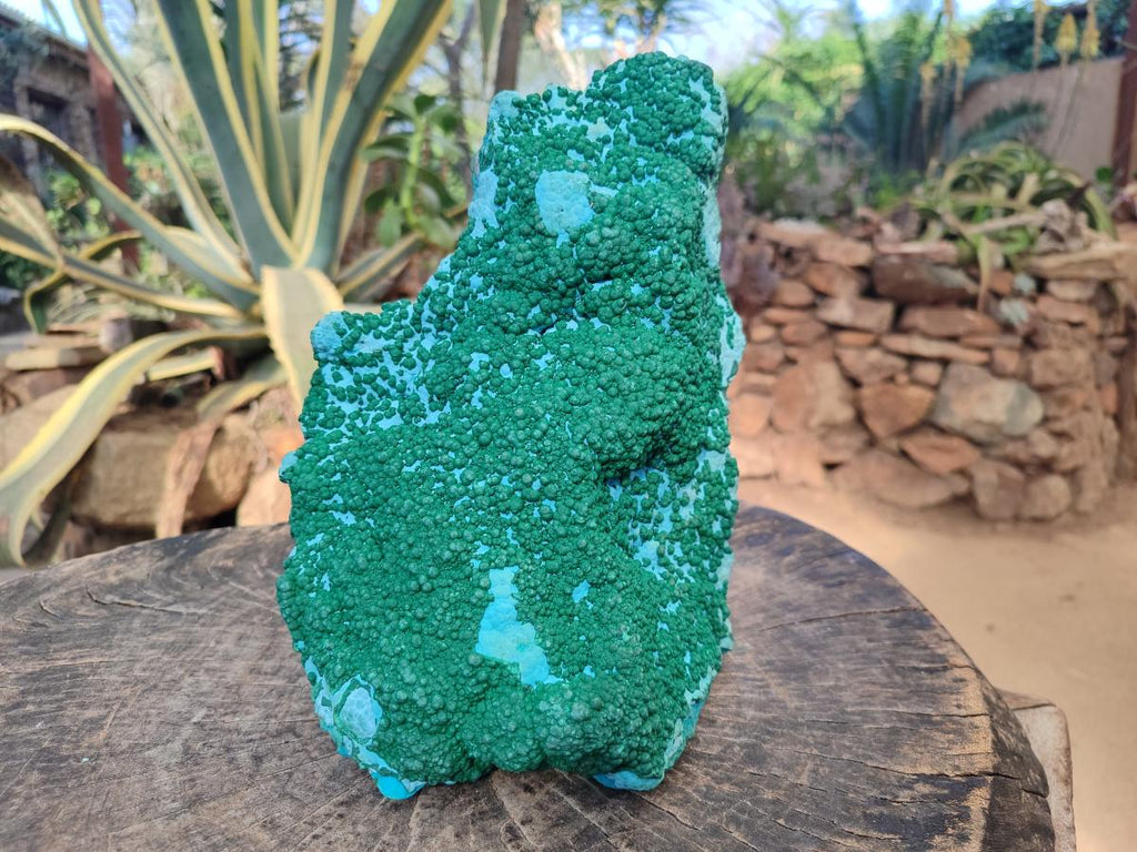 Natural XL Botryoidal Ball Malachite on Chrysocolla and Dolomite Specimen x 1 From Congo