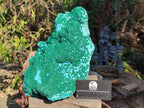 Natural XL Botryoidal Ball Malachite on Chrysocolla and Dolomite Specimen x 1 From Congo