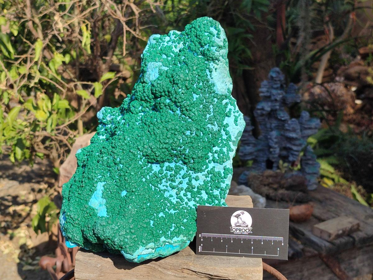 Natural XL Botryoidal Ball Malachite on Chrysocolla and Dolomite Specimen x 1 From Congo