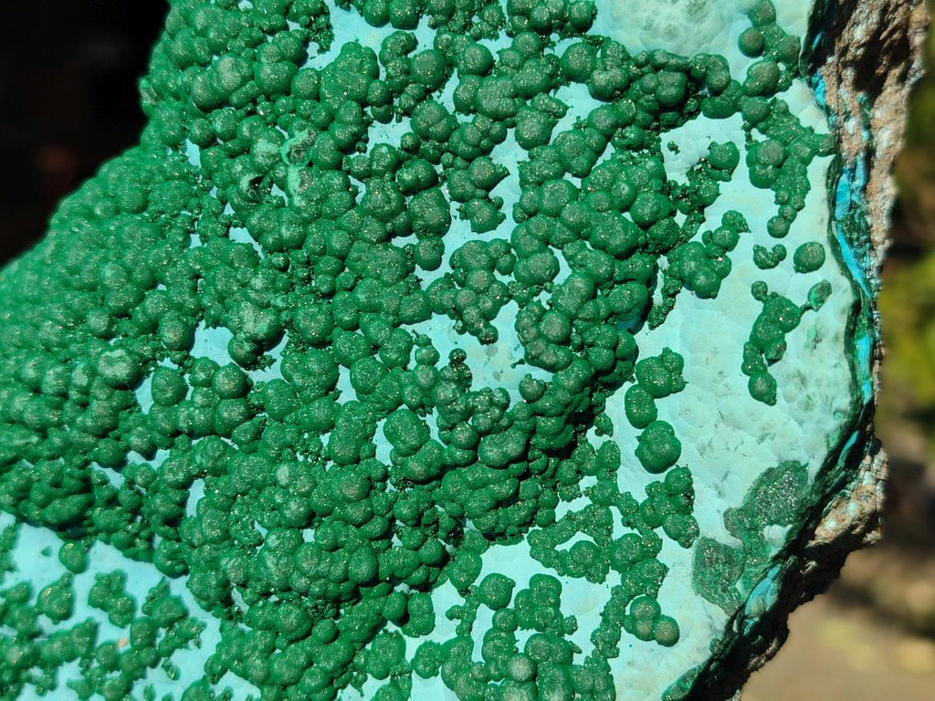 Natural XL Botryoidal Ball Malachite on Chrysocolla and Dolomite Specimen x 1 From Congo