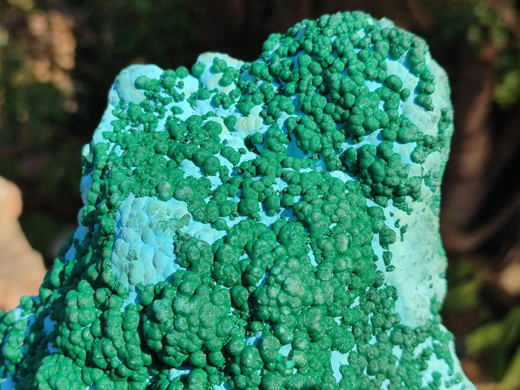 Natural XL Botryoidal Ball Malachite on Chrysocolla and Dolomite Specimen x 1 From Congo